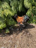 Zijdehoen haantjes, Dieren en Toebehoren, Pluimvee, Mannelijk, Kip