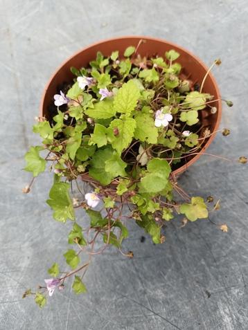 Cymbalaria Muralis beschikbaar voor biedingen