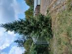 Kerstboom 6 meter hoog., Ophalen