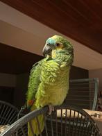 Blauwvoorhooft amazone, Dieren en Toebehoren, Vogels | Parkieten en Papegaaien, Tam