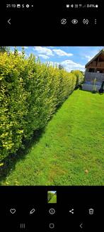 Ligustrum haag vanaf september ideaal om te verplaatsen., Tuin en Terras, Planten | Struiken en Hagen, Ophalen, Haag