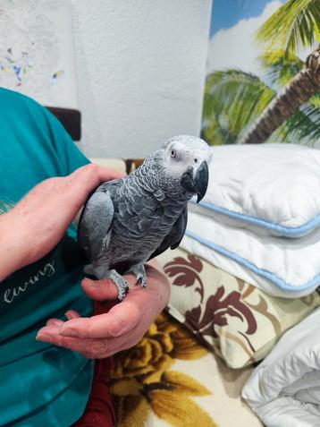 Gris de Gabon Paco beschikbaar voor biedingen