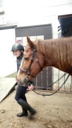 Bijrijdster of verzorgster voor paard pony en chets aangebod, Dieren en Toebehoren, Ophalen of Verzenden, Overige toepassingen