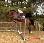 5j Checkter x Non stop, Dieren en Toebehoren, Paarden, Springpaard, Ruin, Zadelmak, 3 tot 6 jaar