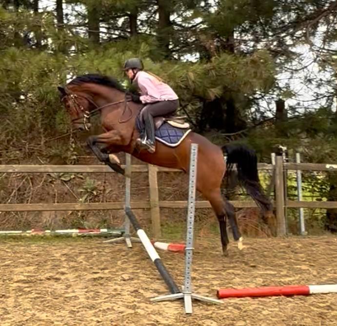5j Checkter x Non stop, Dieren en Toebehoren, Paarden, Ruin, Zadelmak, 160 tot 165 cm, 3 tot 6 jaar, Springpaard, Met stamboom
