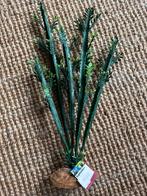 Hobby Terrano Euphorbia plant NIEUW, Ophalen of Verzenden, Nieuw, Tak, Plant, Rots of Steen