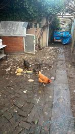 4 legkippen, Dieren en Toebehoren, Vrouwelijk, Kip