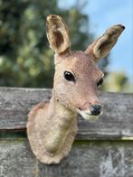 Taxidermie prachtig reebokje, Ophalen of Verzenden