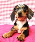 Superleuke Teckel pups!, 15 weken tot 1 jaar, Dwerg, Meerdere, Meerdere dieren