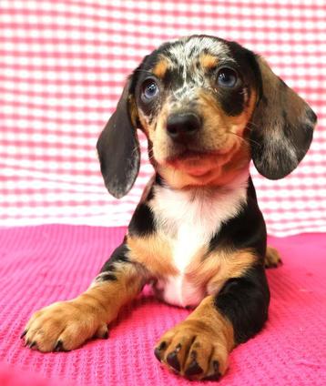 Chiots teckel super mignons !, 15 semaines à 1 an, Étranger, Poils courts, Plusieurs animaux