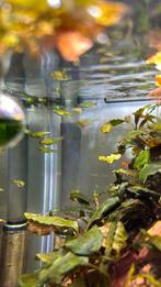 Rasbora Kubotai x 14, Poisson, Poisson d'eau douce, Banc de poissons