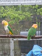 Roestkop caique, Dieren en Toebehoren, Vogels | Parkieten en Papegaaien