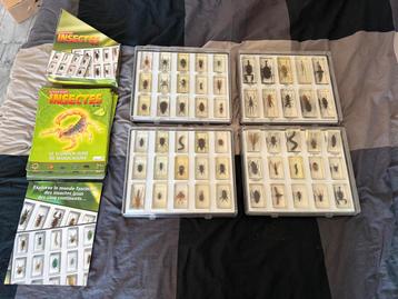Collection complète « Authentiques Insectes » insecte beschikbaar voor biedingen