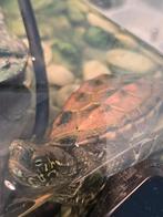 Chinese kielschildpad, Dieren en Toebehoren