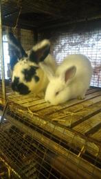 Voedster met 8 jongen