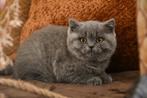 Brits korthaar kitten, Dieren en Toebehoren, Kater, Gechipt, 0 tot 2 jaar