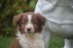 Border collie pups, Dieren en Toebehoren, Honden | Herdershonden en Veedrijvers, België, 15 weken tot 1 jaar, Collie, Meerdere