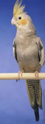 Valkparkieten, Meerdere dieren