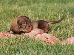 Teckel pup Ruwhaar, België, Reu, CDV (hondenziekte), 8 tot 15 weken