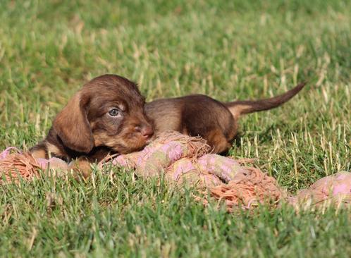 Teckel pup Ruwhaar, Dieren en Toebehoren, Honden | Teckels en Dashonden, Reu, Ruwhaar, Dwerg, Fokker | Professioneel, Eén hond