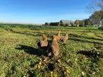 Jonge wyandotte kriel kippen Goud patrijs gesekst + ingeënt, Dieren en Toebehoren, Vrouwelijk, Kip