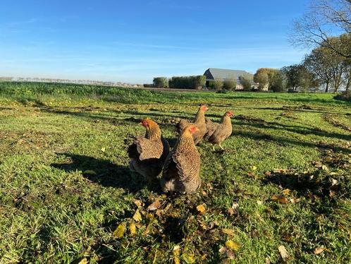 Jonge wyandotte kriel kippen Goud patrijs gesekst + ingeënt, Dieren en Toebehoren, Pluimvee, Kip, Vrouwelijk
