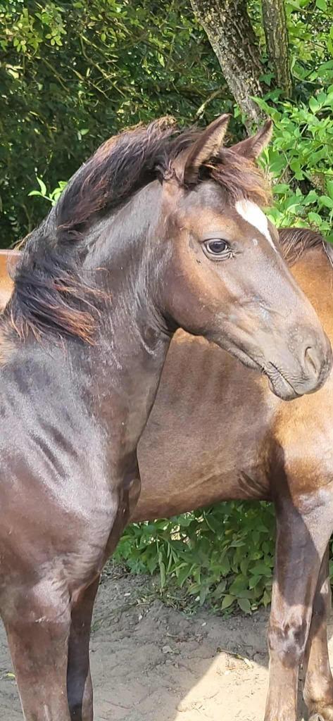 Jolie pouliche, Dieren en Toebehoren, Pony's, Merrie, Niet van toepassing, D pony (1.37m tot 1.48m), Recreatiepony, 0 tot 2 jaar