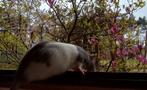 GEZOCHT  tamme rat (Mof V), Dieren en Toebehoren, Januari, Rat