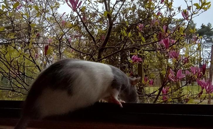 GEZOCHT  tamme rat (Mof V), Dieren en Toebehoren, Knaagdieren, Rat, Januari