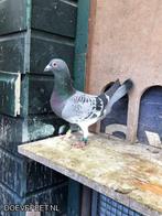 Postduiven, Dieren en Toebehoren, Vogels | Duiven, Meerdere dieren, Postduif