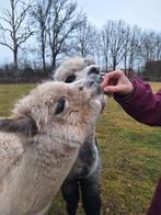 Appaloose merrie, Dieren en Toebehoren, Overige Dieren, Juli, Vrouwelijk