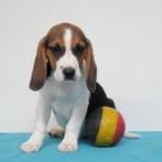 Beagle pups te koop (belgisch), CDV (hondenziekte), Meerdere, 8 tot 15 weken, Meerdere dieren