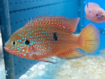 Hemichromis soorten - Lifalili, Bimaculatus, Exsul beschikbaar voor biedingen