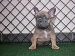 Bouledogue francais, België, Fokker | Hobbymatig, Reu, CDV (hondenziekte)