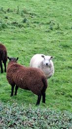 4 texel schaap lammeren, Dieren en Toebehoren, Meerdere dieren, Schaap, 0 tot 2 jaar