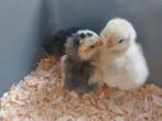 5 supper schattige kuikentjes vandaag geboren, Dieren en Toebehoren, Pluimvee