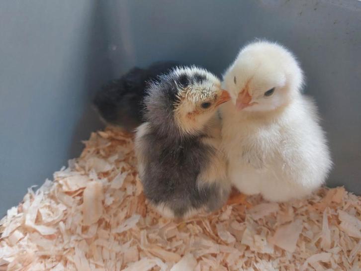 5 supper schattige kuikentjes vandaag geboren, Dieren en Toebehoren, Pluimvee