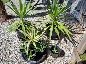 7 yucca planten,2 grote 1 kleine en 4 scheuten voor 20€  beschikbaar voor biedingen
