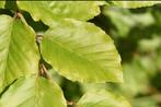 meerstammige beukenboom beuk Fagus sylvatica, Bloeit niet, Halfschaduw, Ophalen of Verzenden, Dakboom
