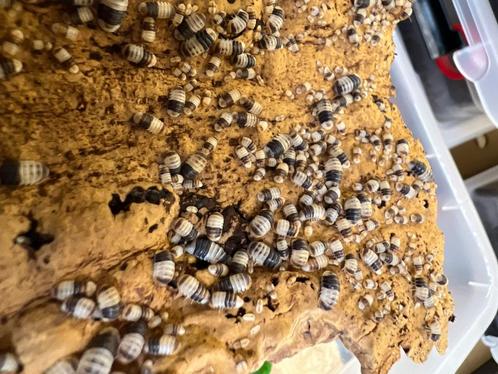 Cubaris „Witte haai”, Dieren en Toebehoren, Insecten en Spinnen, Overige soorten