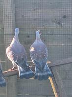 Guinea duiven 2025 en 2024, Dieren en Toebehoren, Vogels | Duiven