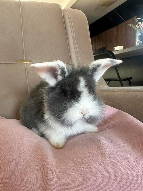 hangoor voedster mag het nest verlaten, Dieren en Toebehoren, Konijnen, Middelgroot, Vrouwelijk, 0 tot 2 jaar, Hangoor