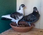 Gekleurde postduif, Dieren en Toebehoren, Vogels | Duiven, Postduif
