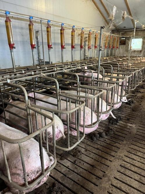 Van Osch korfboxen [538], Dieren en Toebehoren, Stalling en Weidegang
