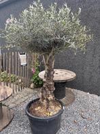 Olijfboom oldskin laatste stuk!, Tuin en Terras, Planten | Bomen, Volle zon, Ophalen of Verzenden, 100 tot 250 cm, Olijfboom