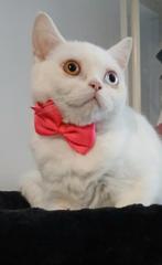 Brits korthaar odd eyes    herplaatser, Chat, Vermifugé, 0 à 2 ans