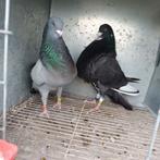 Couple pigeons Jiennense, Animaux & Accessoires, Oiseaux | Pigeons