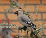 pestvogel, Dieren en Toebehoren, Vogels | Overige Vogels, Mannelijk, Wildzangvogel, Geringd