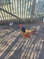 Vorwerk hanen en lakenvelder hanen, Dieren en Toebehoren, Pluimvee, Mannelijk, Kip