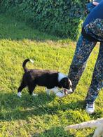 Border Collie pups reuke groeit op in m'n huisje, Dieren en Toebehoren, België, Fokker | Hobbymatig, Reu, CDV (hondenziekte)